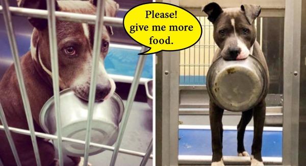 A Dog Was Adopted Loves His Food Bowl , He Always Says” Please Give Me More Food”