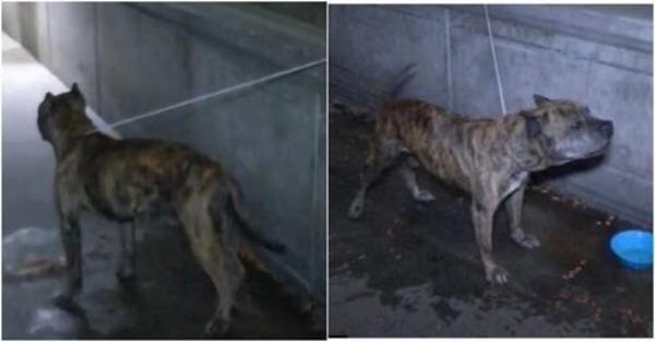 Pitbulls were chained up in the market and were patiently waiting for someone to understand them.