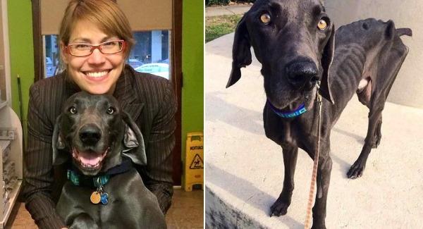 Starving Dog Who Survived By Eating Twigs And Rocks Gets His Happily Ever After , Who Was Weighing Just 43 Pounds