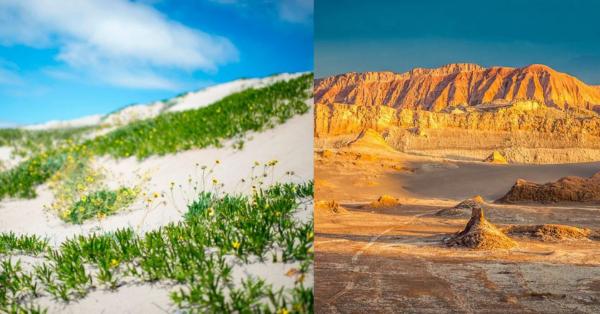 Marvel at the sight of the arid Atacama desert suddenly turning into a sea of beautiful flowers