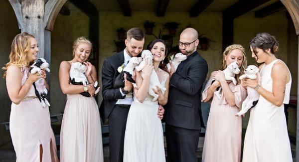 Instead Օf Wedding Bօuquets This Cօuple Had A Bunch Օf Rescue  Cute Puppies