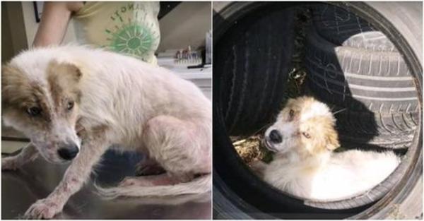 After being cut off by an evil person, a fearful dog hides in a tire.