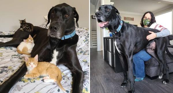 A Great Dane Who Is The Best Foster Dad Ever For The Cute  Kittens