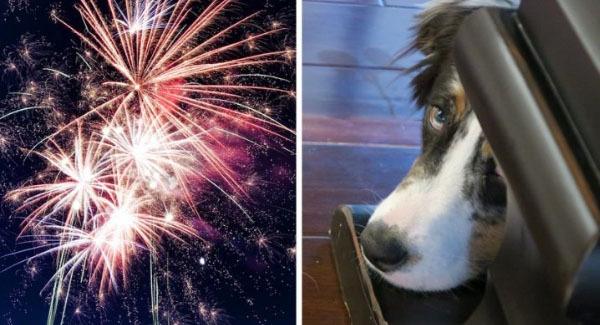 Italian Town Becomes The First City Switched To Silent Fireworks To Help Animals