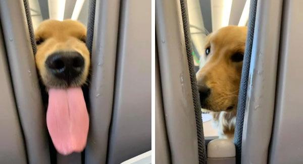 Friendly Pup Decides To Entertain The Passengers Behind Him On A Long Flight