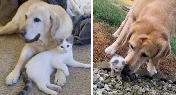 Sweet Labrador Takes Care Of A Tiny Stray Kitten And Raises Her Into A Beautiful Cat