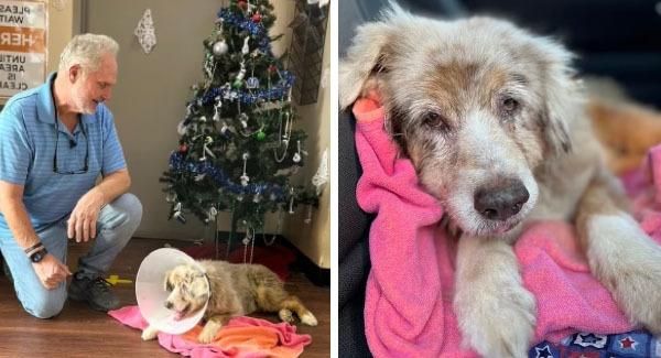 The Christmas Miracle, Texas Dog missing 7 Years During Fireworks Display Reunites with Family