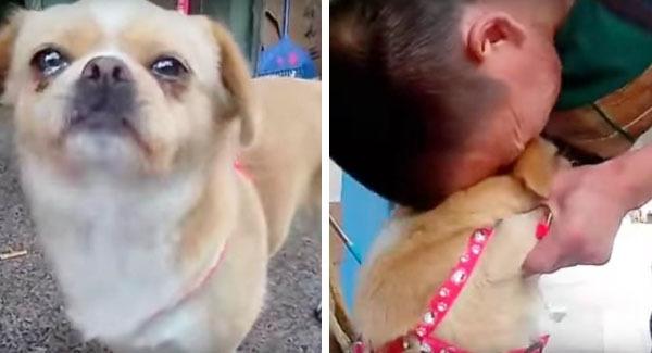 The Dog Trembled and Cried as He Watched His Owner Leave