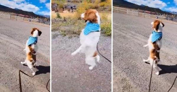 Three-Legged Dog Goes Viral On TikTok For Walking Upright Like A Human Make You Need To Thinking