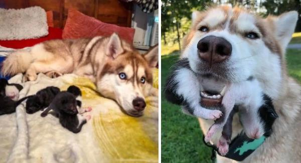 Hero Dog Finds A Box Full Of Near-D.y.ing Kittens In The Woods, Becomes Their New Mom –  Has Touched People’s Heart