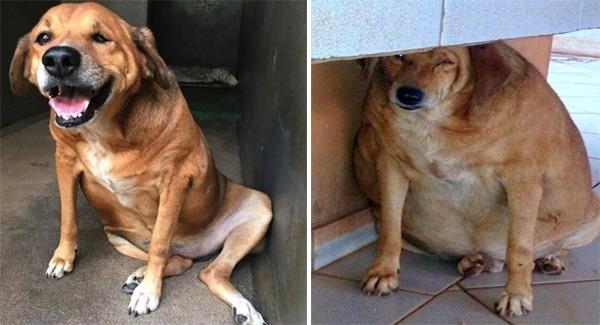 This Dog In Pain Was Neglected By Passerbies, But Nobody Worried About Him