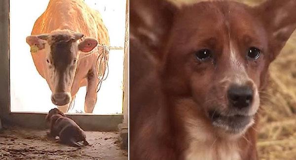 Sad Dog Cried All Day Because He Missed The cow That Raised Him
