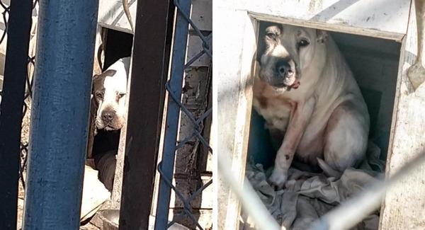 Poor Dog Left Hiding In Doghouse After Family Decides To Move Without Her