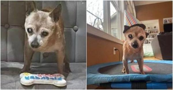The oldest chihuahua in the shelter, he is sho‌cked that they remember his 23rd birthday.
