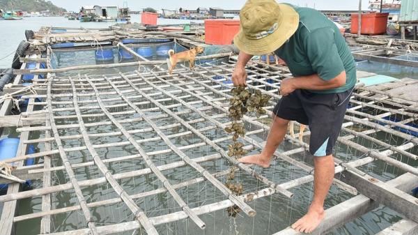 Kiên Giang: Cá mú, hàu chết nghi do ô nhiễm nguồn nước