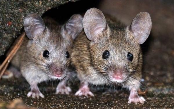 Chuột con được sinh ra từ 2 chuột đực