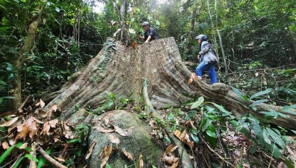 Khẩn trương xử lý vụ khai thác gỗ giữa rừng phòng hộ Vân Canh