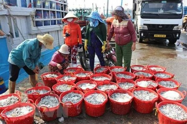 Ngư dân Ninh Thuận thu hàng chục triệu đồng mỗi chuyến đánh bắt cá cơm
