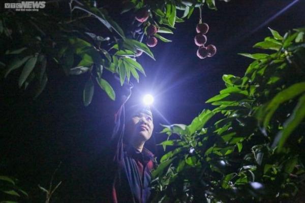 Bắc Giang: Nông dân trắng đêm soi đèn thu hoạch đặc sản vải thiều