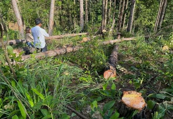 Hàng loạt cây thông ba lá bị đầ‌u độ‌c ở Lâm Đồng