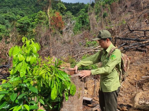 Mở rộng điều tra vụ hủy hoại rừng ở huyện An Lão, Bình Định