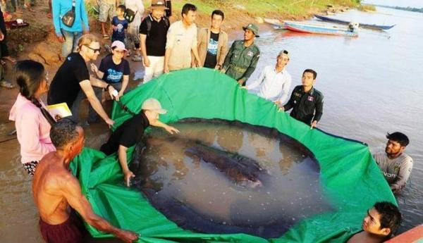 Cá đuối khổng lồ ở Campuchia được Kỷ lục Guinness công nhận là loài cá nước ngọt lớn nhất thế giới