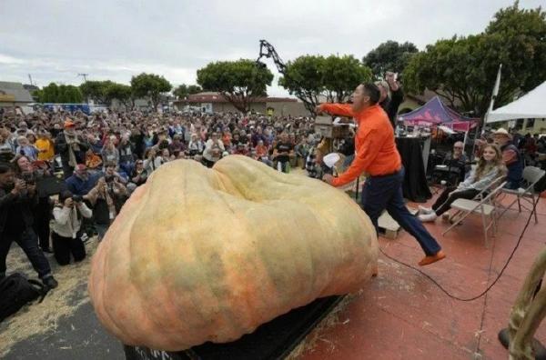 Thầy giáo trồng quả bí ngô nặng hơn 1,2 tấn lập kỷ lục thế giới