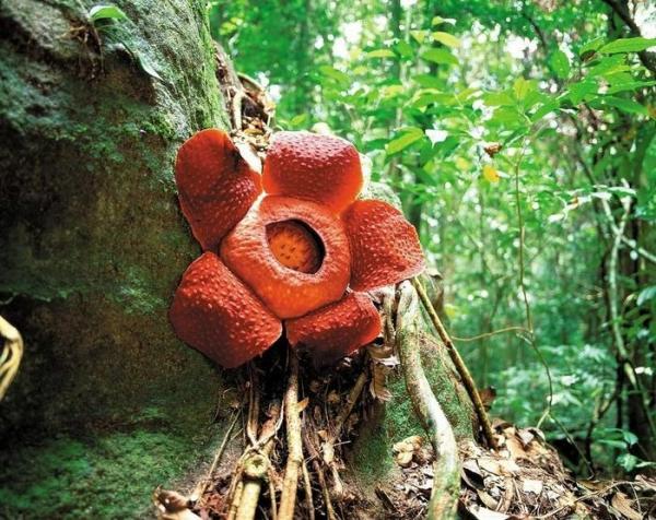 Những điều bí ẩn về bông hoa “xác thối” khổng lồ sắp biến mất