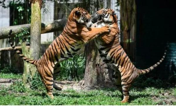 Hổ vồ khiến nhiều người chết gây rúng động Malaysia