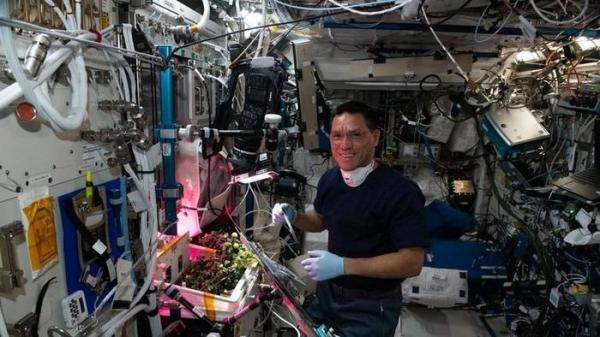 Tìm thấy quả cà chua “mất tích” suốt 8 tháng trên trạm vũ trụ ISS