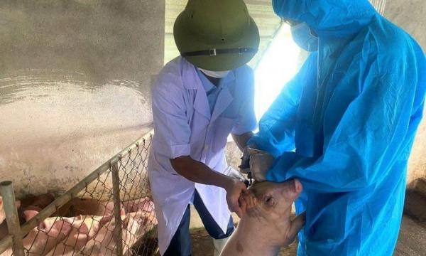Nghệ An có hơn 100 ổ dịch tả lợn châu Phi