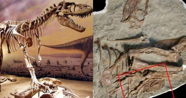 Phát hiện điều kinh hoàng bên trong bụng khủng long bạo chúa, bí mật hàng triệu năm trước được hé lộ