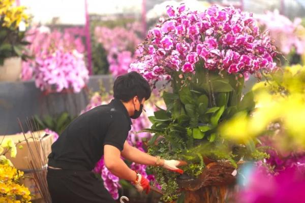 Lan hồ điệp rời phố ngàn hoa về Thủ đô “đón” Tết