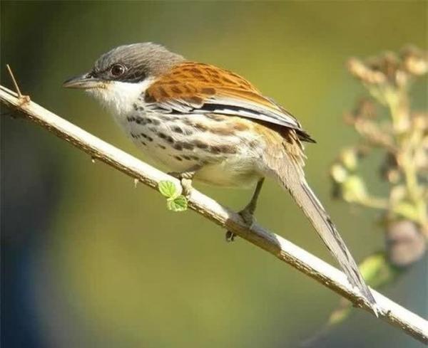Loài chim quý hiếm bậc nhất thế giới xuất hiện ở Việt Nam