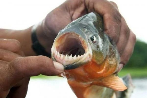 Loài cá có răng sắc như dao, lột xác con mồi trong vài phút