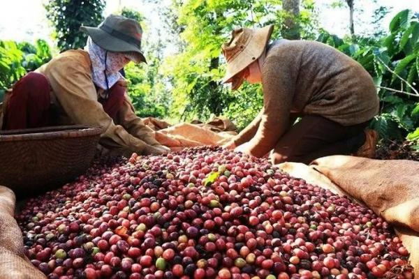 Cà phê xuất khẩu đang trên đà tăng giá