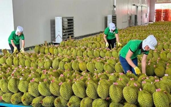 KINH TẾ Xuất khẩu rau quả Việt Nam sang Thái Lan tăng đột biến