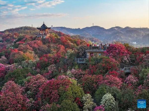 Choáng ngợp đồi hoa đỗ quyên nở đẹp mê hồn ở Trung Quốc