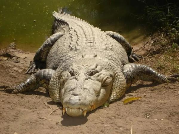 Hãi hùng “đảo cá sấu” nơi không ai dám đặt chân tới