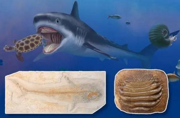 Hóa thạch Ptychodus hé lộ “chúa tể đại dương” thời tiền sử