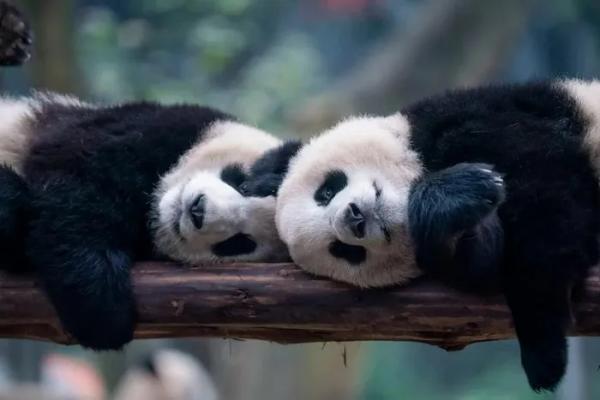 Trung Quốc gửi một cặp gấu trúc khổng lồ đến Vườn thú San di‌ego của Mỹ