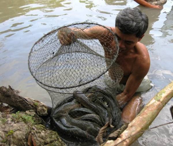Nước mặn tấn công, cá lóc tuột nhớt chết tràn lan ở Trà Vinh