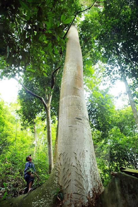 Kỳ lạ ‘cây tổ ong’ khổng lồ của người dân tộc Thái ở Điện Biên