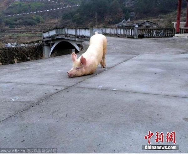 Clip chú lợn quỳ gối hàng tiếng đồng hồ trước cửa chùa khi bị bắt tới lò mổ khiến dân mạng “dậy sóng”