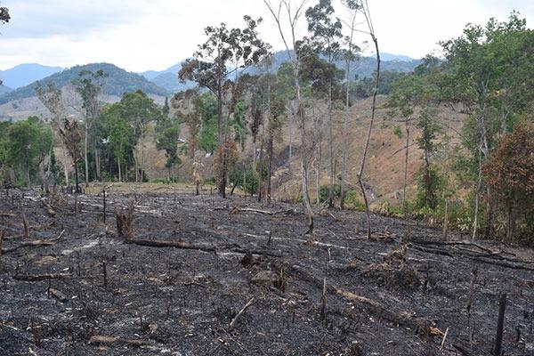 Khởi tố 2 đối tượng về hành vi “hủy hoại rừng”