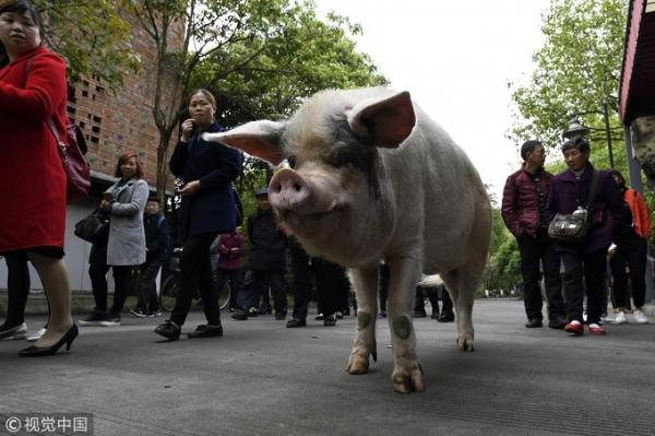 Những ngày cuối của chú lợn nổi tiếng nhất Trung Quốc