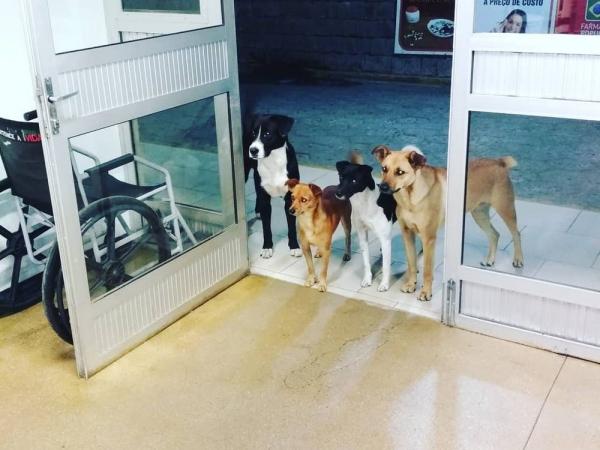 When a homeless man was admitted to a hospital, his 4 stray dog friends patiently waited for him at the door