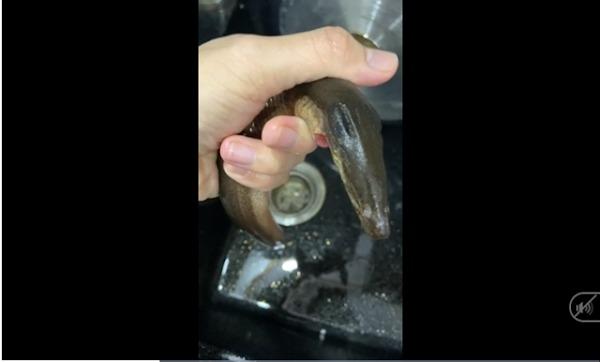 Cô gái mua lươn về phát hiện không giống bình thường, hỏi dân mạng lại càng hoang mang
