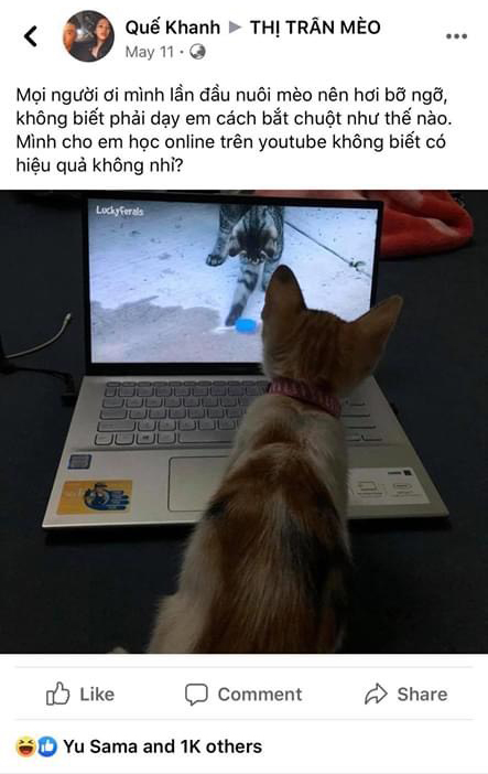 Chú mèo được chủ cho học online lớp bắt chuột và thành quả bất ngờ