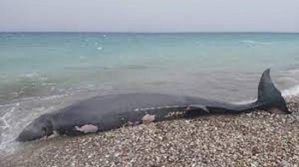 Cá voi mõm khoằm dạt vào bờ biển, đội cứu hộ kiểm tra mới phát hiện sự thật chua xót về con vật